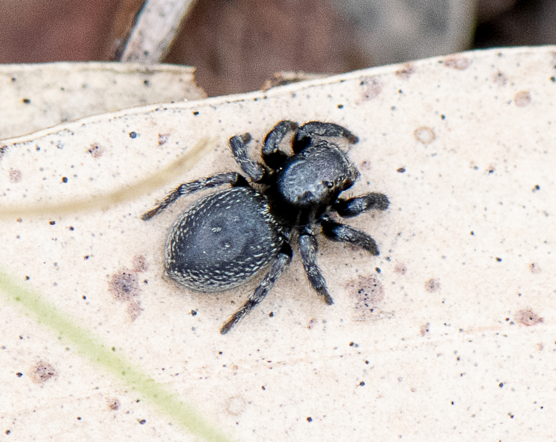 Black Jumping Spider - Simaethula sp.  Australia,Geotagged,Spring