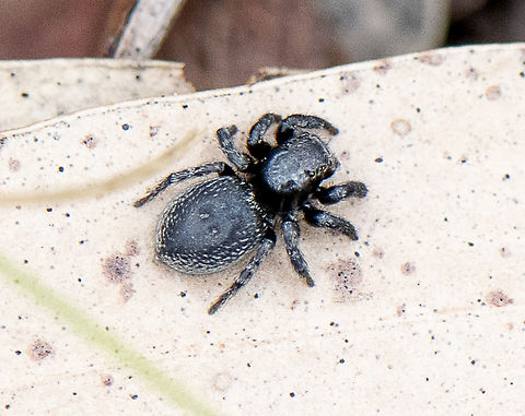 Black Jumping Spider - Simaethula sp.  Australia,Geotagged,Spring