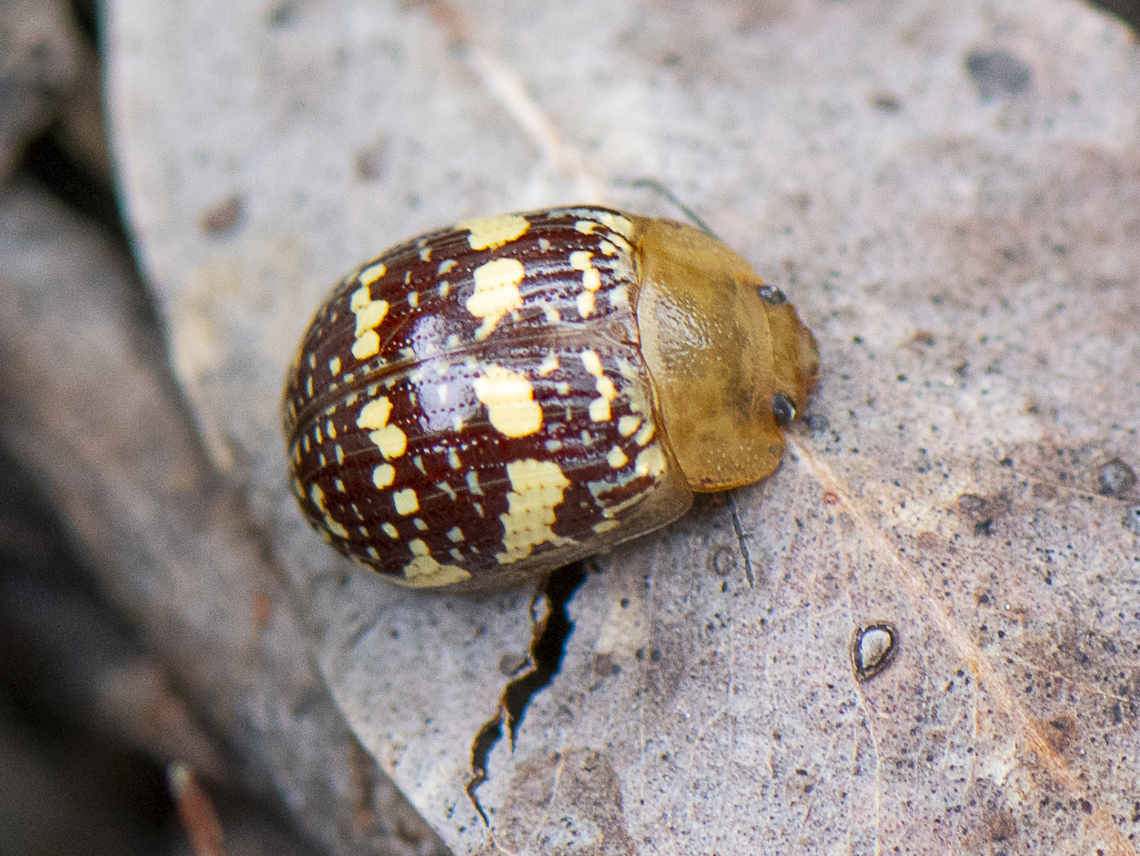 Paropsis pictipennis - Tea-tree button beetle  Australia,Geotagged,Painted leaf beetle,Paropsis pictipennis,Spring