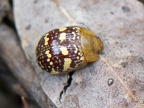 Paropsis pictipennis - Tea-tree button beetle Australia,Geotagged,Painted leaf beetle,Paropsis pictipennis,Spring