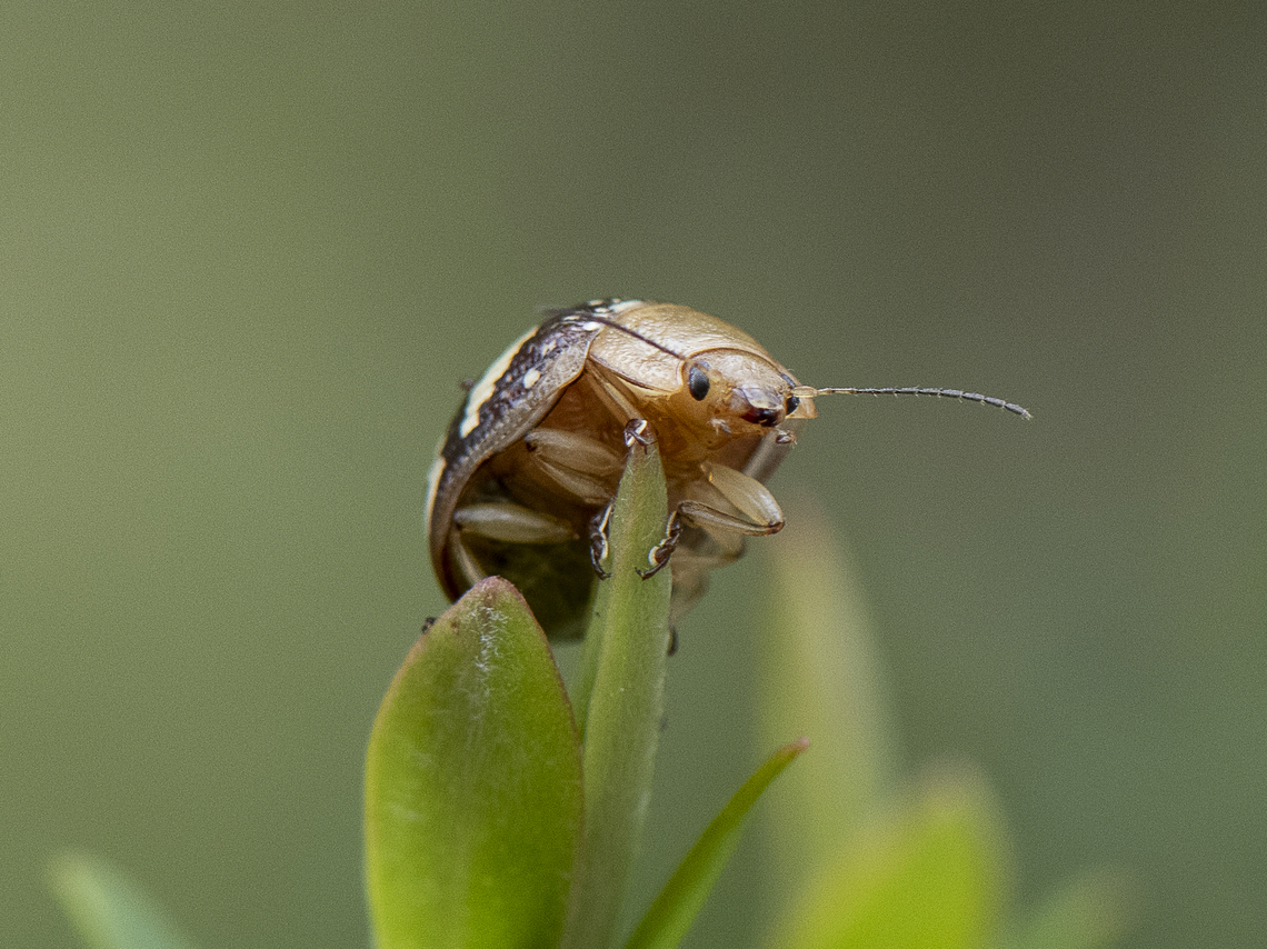 Paropsis pictipennis - Tea-tree button beetle  Australia,Geotagged,Painted leaf beetle,Paropsis pictipennis,Spring