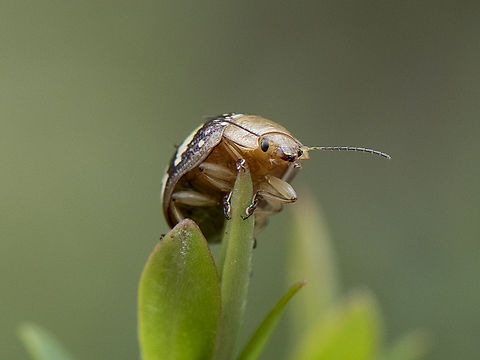 Paropsis pictipennis - Tea-tree button beetle  Australia,Geotagged,Painted leaf beetle,Paropsis pictipennis,Spring