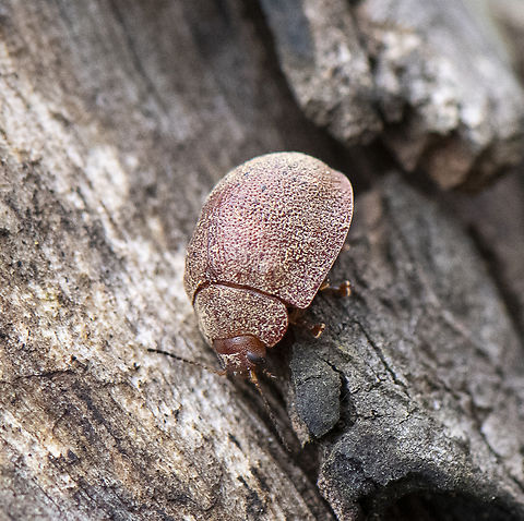 Gum nut leaf beetle  Australia,Geotagged,Spring