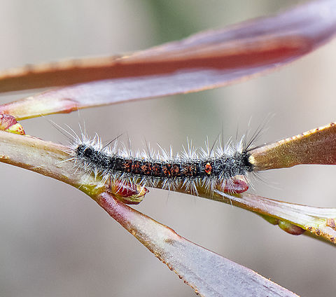 Hairy Caterpillar - Erebidae  Australia,Geotagged,Spring