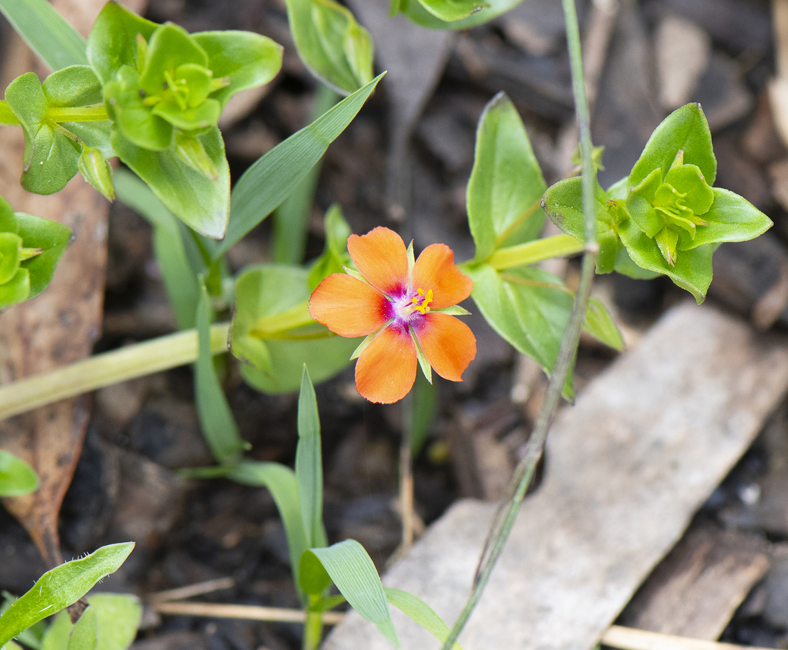 Anagallis arvensis - Red chickweed  Anagallis arvensis,Australia,Geotagged,Scarlet pimpernel,Spring