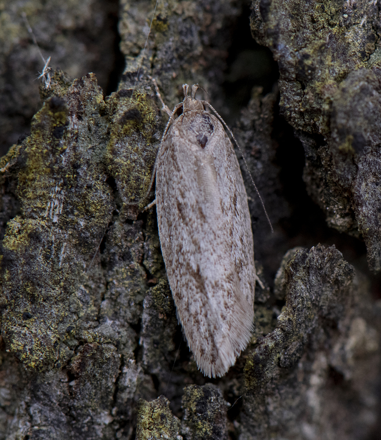 Concealer Moth - Chezala privatella ?  Australia,Chezala privatella,Geotagged,Spring