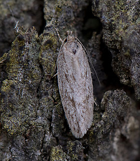 Concealer Moth - Chezala privatella ?  Australia,Chezala privatella,Geotagged,Spring