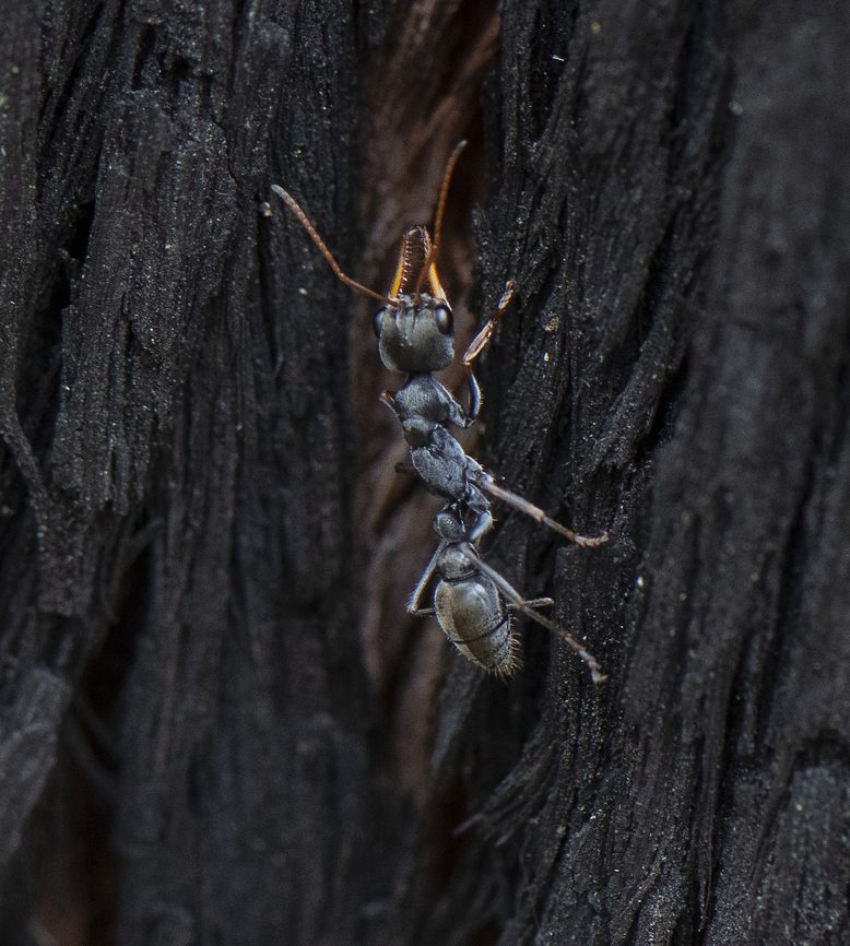 Golden-tail Bull Ant - Myrmecia chrysogaster Amongst the world&#039;s largest ants, bull ants will readily punish anyone who loiters near their nest. Their jaws are remarkably long, but be warned, it is the rear end that dispenses the sting. The larger ones are armed with six times as much venom as a honeybee. Australia,Geotagged,Myrmecia chrysogaster,Spring