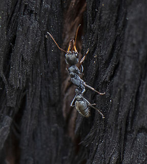Golden-tail Bull Ant - Myrmecia chrysogaster Amongst the world's largest ants, bull ants will readily punish anyone who loiters near their nest. Their jaws are remarkably long, but be warned, it is the rear end that dispenses the sting. The larger ones are armed with six times as much venom as a honeybee. Australia,Geotagged,Myrmecia chrysogaster,Spring