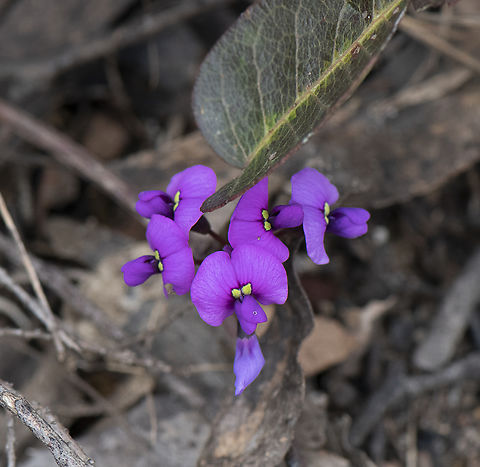 Hardenbergia violacea - Happy Wanderer  Australia,Geotagged,Happy Wanderer,Hardenbergia violacea,Spring