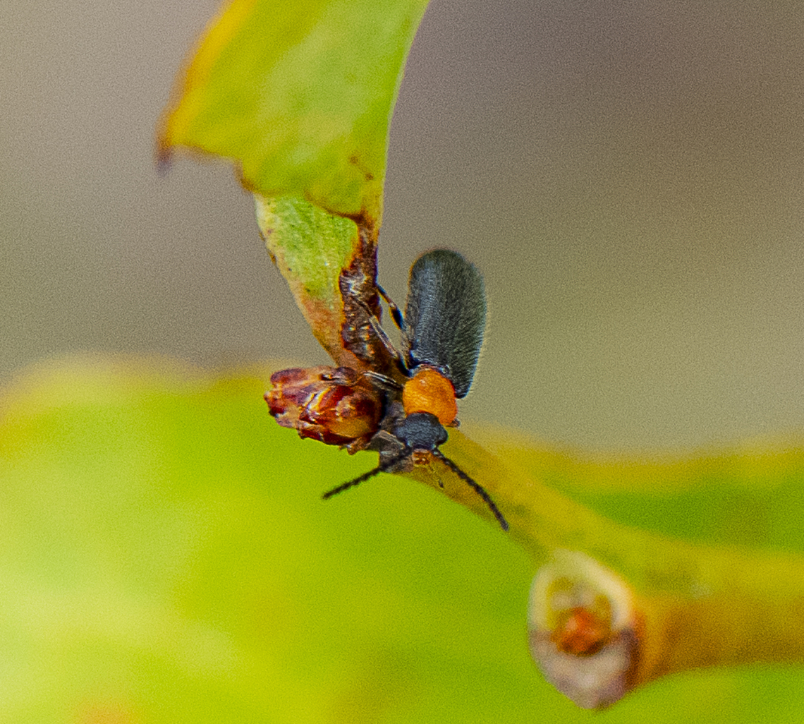 Leaf beetle - Heteromastix  Australia,Geotagged,Spring