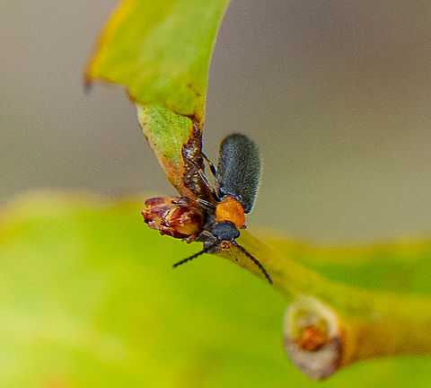 Leaf beetle - Heteromastix  Australia,Geotagged,Spring