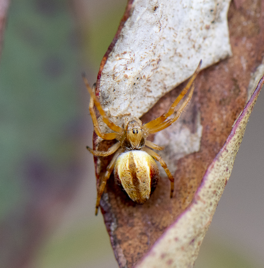 Orb Weaver  Australia,Geotagged,Spring