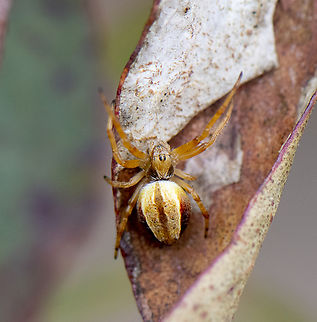 Orb Weaver  Australia,Geotagged,Spring