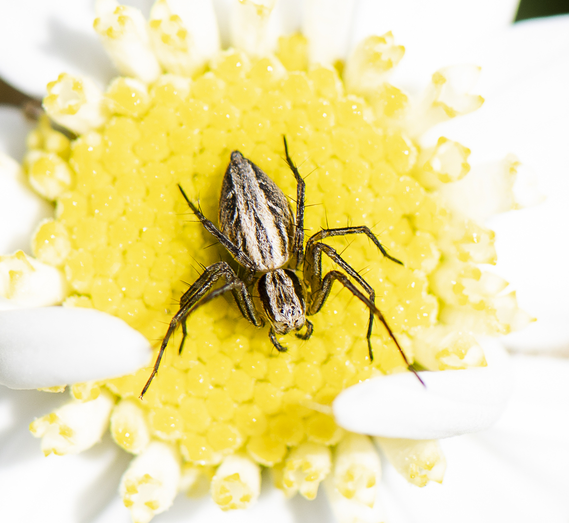 Oxyopes elegans - Lynx spider Female - this spider is an adept hunter Australia,Geotagged,Spring