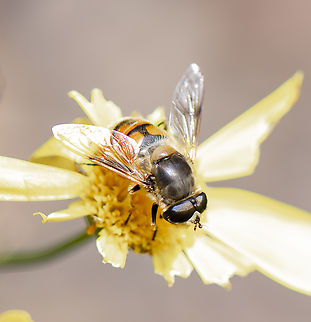 Eristalis tenax - Common drone fly  Australia,Common Drone Fly,Eristalis tenax,Geotagged,Spring