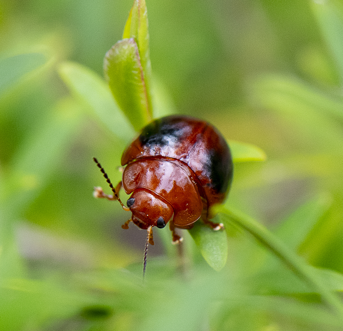 Paropsisterna liturata  Australia,Calomela parilis,Dicranosterna immaculata,Geotagged,Paropsisterna liturata,Spring