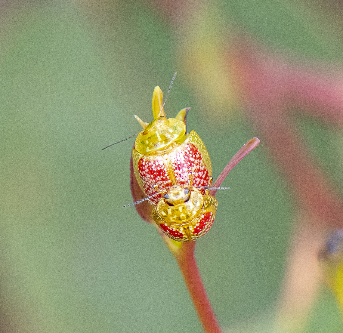 Paropsisterna fastidiosa - Eucalyptus leaf beetle  Australia,Geotagged,Paropsisterna fastidiosa,Spring