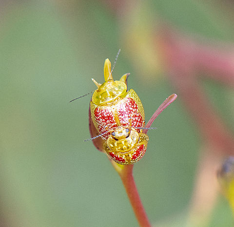 Paropsisterna fastidiosa - Eucalyptus leaf beetle  Australia,Geotagged,Paropsisterna fastidiosa,Spring