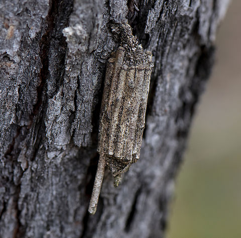 Case Moth  Australia,Geotagged,Spring