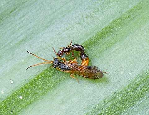 Kismet - Ichneumon ?  Australia,Geotagged,Spring