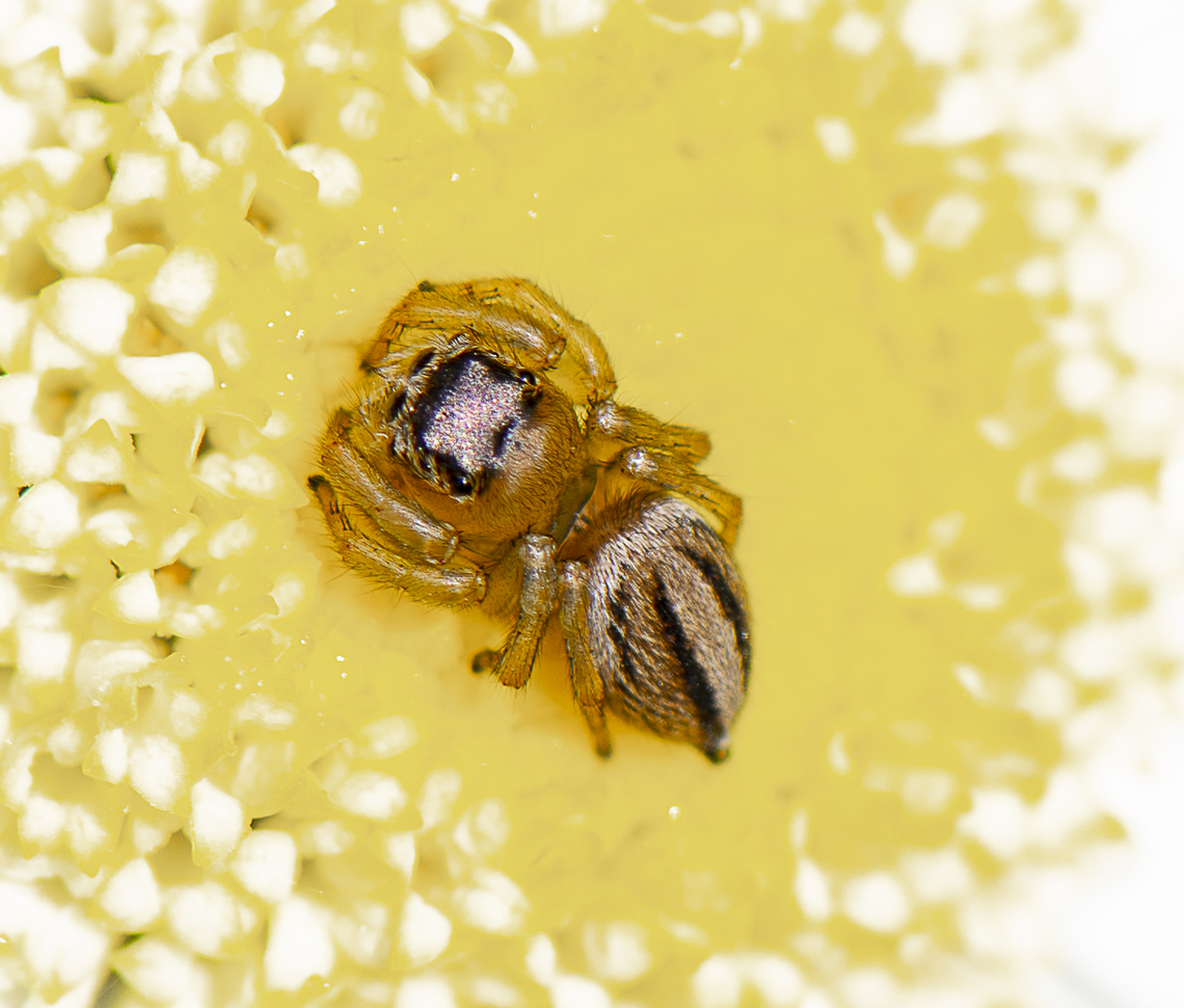 Hypoblemum scutulatum  Australia,Geotagged,Hypoblemum scutulatum,Spring,White-banded House Jumping Spider