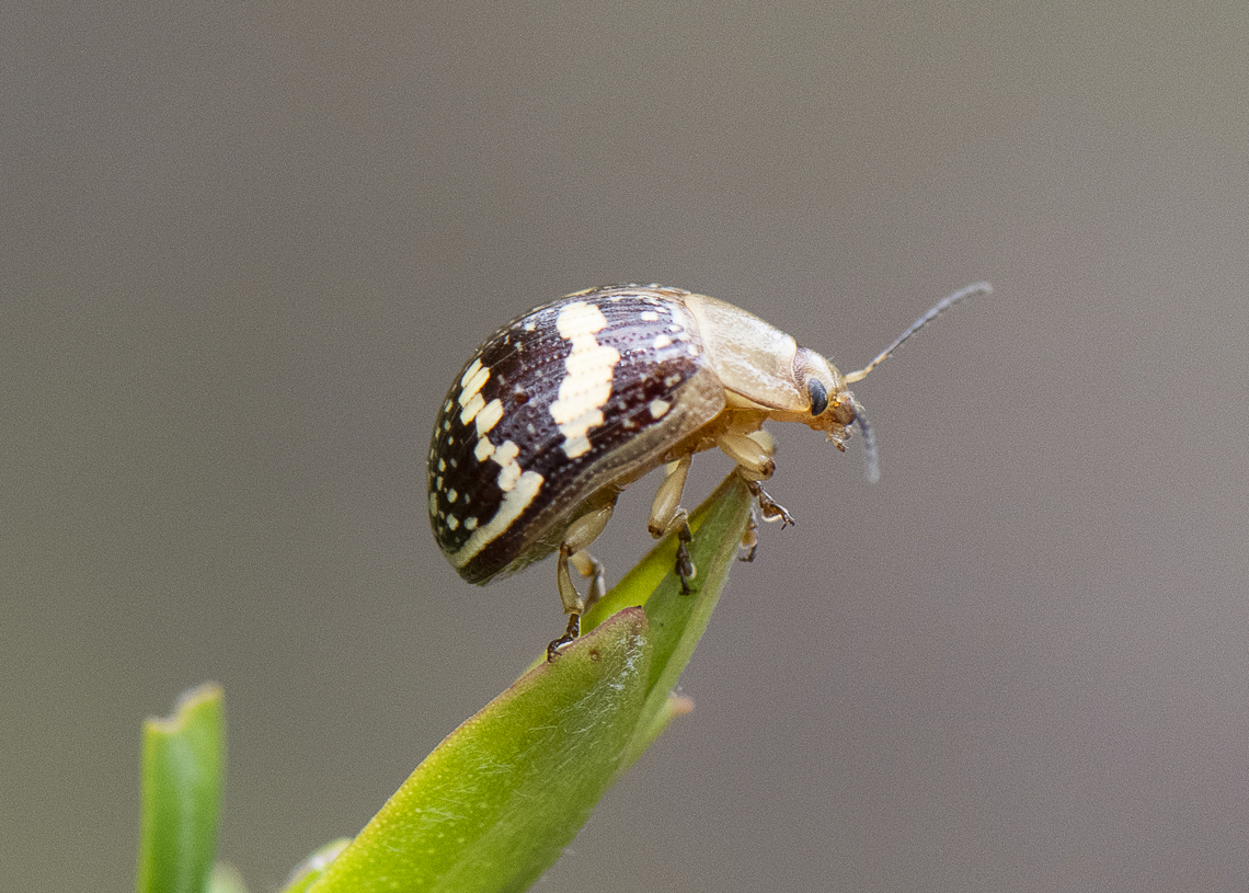 Ready to Launch - Paropsis pictipennis - Tea-tree button beetle  Australia,Geotagged,Painted leaf beetle,Paropsis pictipennis,Spring
