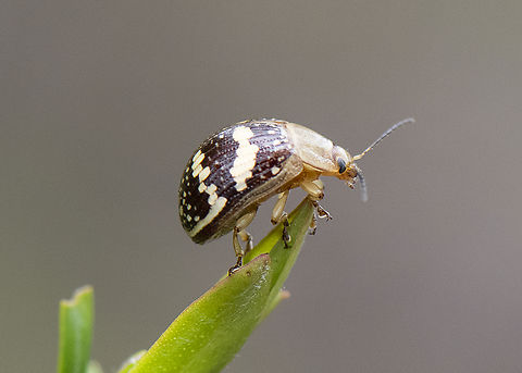 Ready to Launch - Paropsis pictipennis - Tea-tree button beetle  Australia,Geotagged,Painted leaf beetle,Paropsis pictipennis,Spring