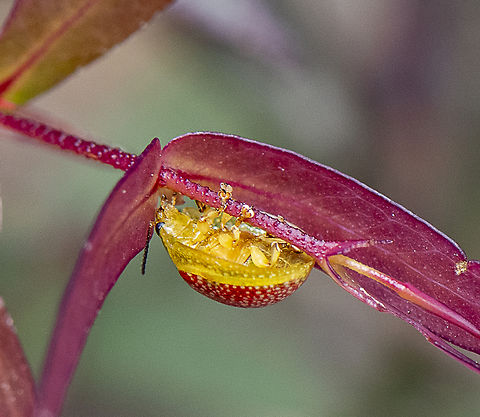 Undercarriage - Paropsisterna fastidiosa  Australia,Geotagged,Paropsisterna fastidiosa,Spring