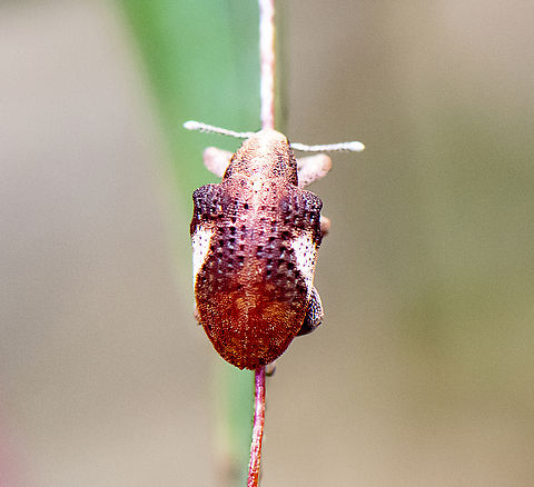 Shrek on a razor edge aka Gonipterus scutellatus  Australia,Geotagged,Gonipterus scutellatus,Gum Tree Weevil,Spring