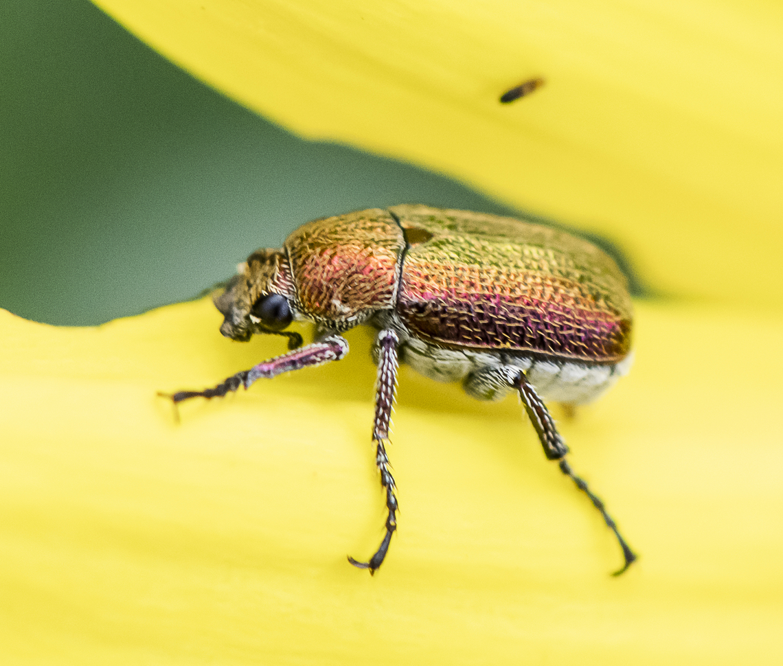 Beetle - Diphucephala sp. ?  Australia,Diphucephala colaspidoides,Geotagged,Spring