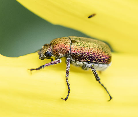 Beetle - Diphucephala sp. ?  Australia,Diphucephala colaspidoides,Geotagged,Spring
