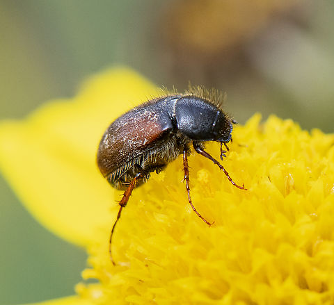 Scarab beetle - chafer - Liparetrus sp.  Australia,Garden chafer,Geotagged,Phyllopertha Horticola,Spring