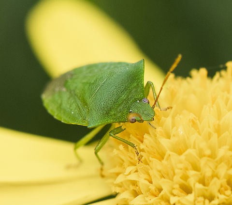 Cuspicona simplex  Australia,Cuspicona simplex,Geotagged,Spring