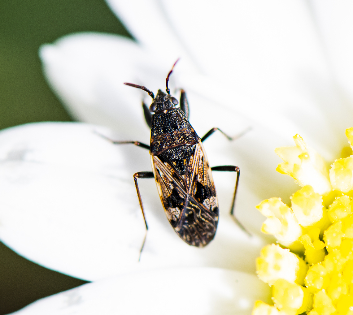 Strawberry Bug, Australia  Australia,Euander lacertosus,Geotagged,Spring