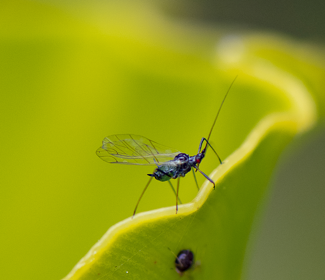 Blue green Aphid  Acyrthosiphon kondoi,Australia,Geotagged,Spring