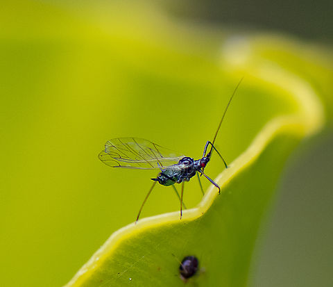 Blue green Aphid  Acyrthosiphon kondoi,Australia,Geotagged,Spring