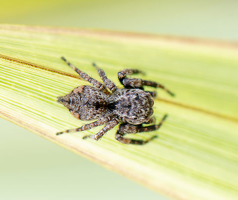 Tan spotted jumping spider  Australia,Geotagged,Spring