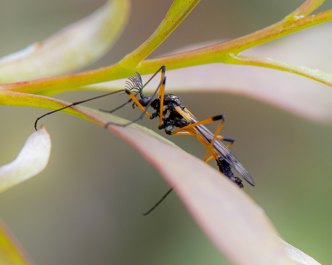 Gynoplistia bella  Australia,Geotagged,Gynoplistia bella,Spring