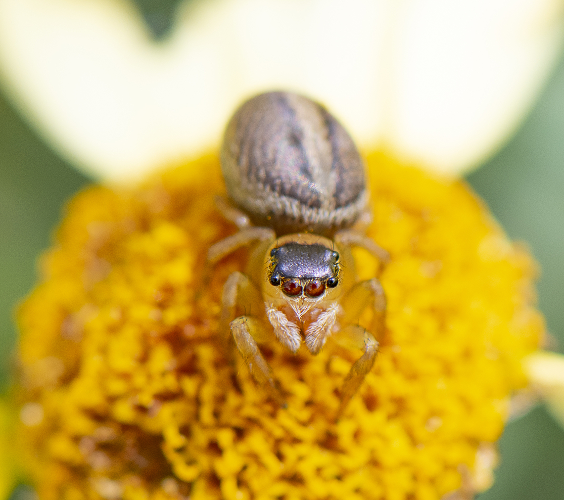 Heads Up - Hypoblemum scutulatum  Australia,Geotagged,Hypoblemum scutulatum,Spring,White-banded House Jumping Spider