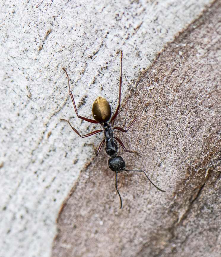 Camponotus aeneopilosus - A Golden-tailed sugar ant  Australia,Camponotus aeneopilosus,Geotagged,Golden tail sugar ant,Spring