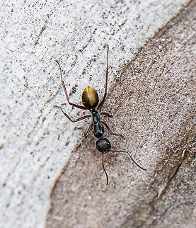 Golden Tail Sugar Ant