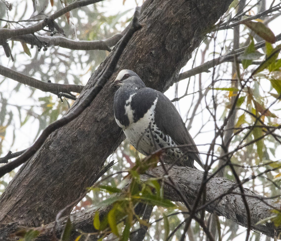 Wonga Pigeon - Leucosarcia melanoleuca The beads of rain on the shoulder attests to the misty weather. This is one of the birds that could be highly irritating with its incessant whoop whoop whoop whoop whoop whoop whoop whoop whoop whoop whoop whoop whoop whoop whoop whoop whoop whoop whoop whoop whoop whoop whoop whoop whoop whoop whoop whoop whoop whoop ! Australia,Geotagged,Leucosarcia melanoleuca,Spring,Wonga pigeon
