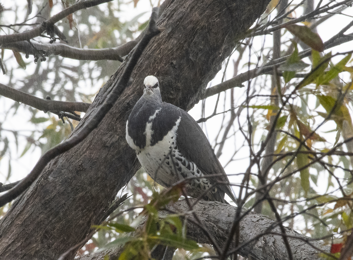 Leucosarcia melanoleuca - Wonga Pigeon The Wonga Pigeon, or Wonga Wonga, is a large, plump, ground-dwelling pigeon with a small head, short, broad wings and a long tail. It is mainly grey above, with a pale face, a distinctive white V on the breast and white lower parts which are boldly marked with black-brown crescents and wedges. The eyes are dark red-brown with a pink eye-ring and black lores (area between the bill and the eye) and the bill, feet and legs are deep pink to red. Young Wonga Pigeons are browner above and the V is less distinct. A shy bird, except in areas where it has become used to humans, it will take off with explosive wing-claps if disturbed. Australia,Fall,Geotagged,Leucosarcia melanoleuca,Spring,Wonga pigeon