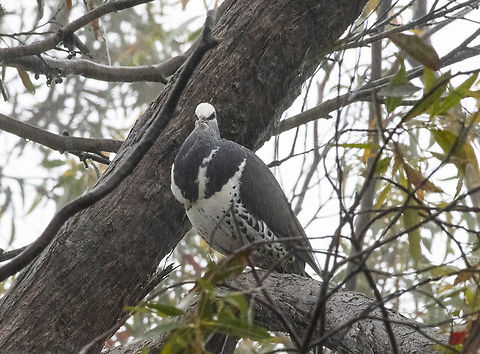 Leucosarcia melanoleuca - Wonga Pigeon The Wonga Pigeon, or Wonga Wonga, is a large, plump, ground-dwelling pigeon with a small head, short, broad wings and a long tail. It is mainly grey above, with a pale face, a distinctive white V on the breast and white lower parts which are boldly marked with black-brown crescents and wedges. The eyes are dark red-brown with a pink eye-ring and black lores (area between the bill and the eye) and the bill, feet and legs are deep pink to red. Young Wonga Pigeons are browner above and the V is less distinct. A shy bird, except in areas where it has become used to humans, it will take off with explosive wing-claps if disturbed. Australia,Fall,Geotagged,Leucosarcia melanoleuca,Spring,Wonga pigeon