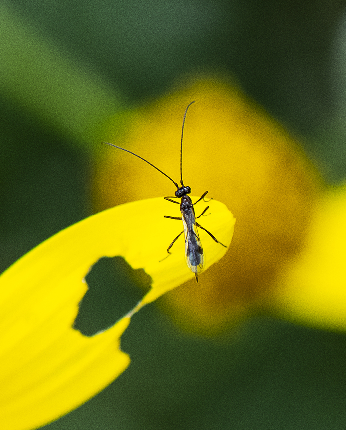 Eency Weency  Wasp  Australia,Geotagged,Spring
