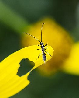 Eency Weency  Wasp  Australia,Geotagged,Spring