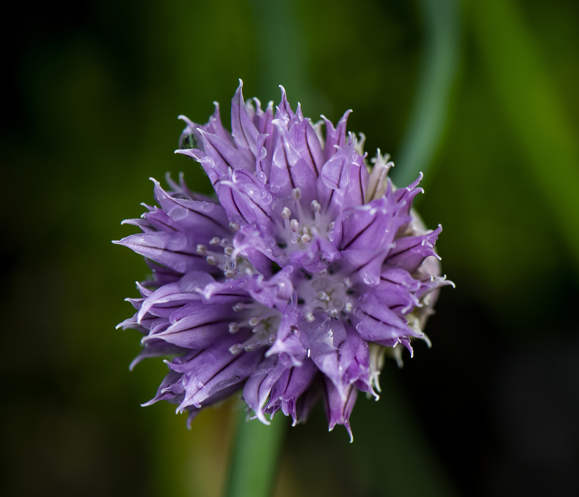 Garlic Chive  Allium schoenoprasum,Allium tuberosum,Australia,Chives,Garlic Chives,Geotagged,Spring