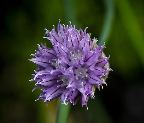 Garlic Chive  Allium schoenoprasum,Allium tuberosum,Australia,Chives,Garlic Chives,Geotagged,Spring