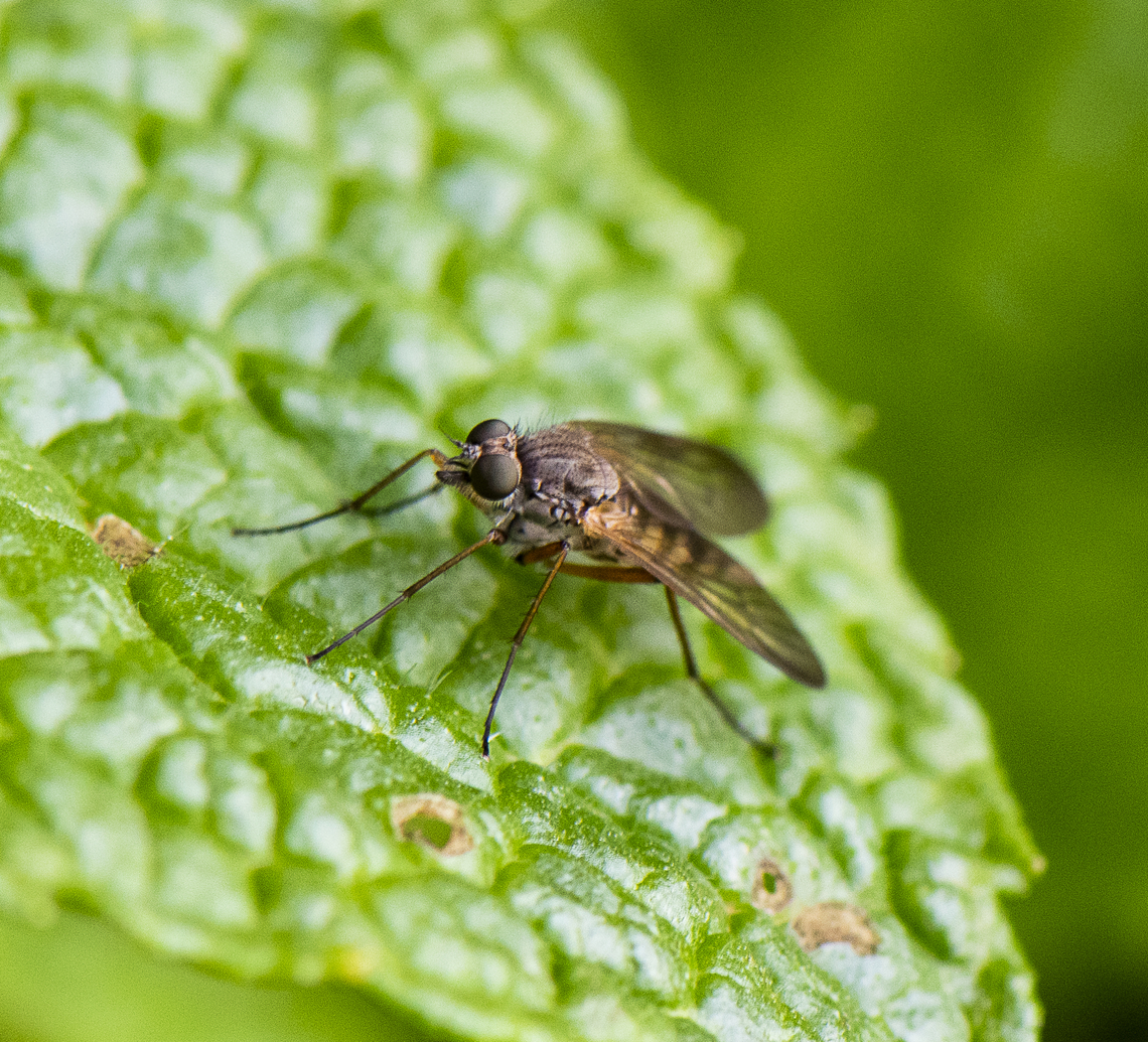 Snipe Fly  Australia,Geotagged,Spring
